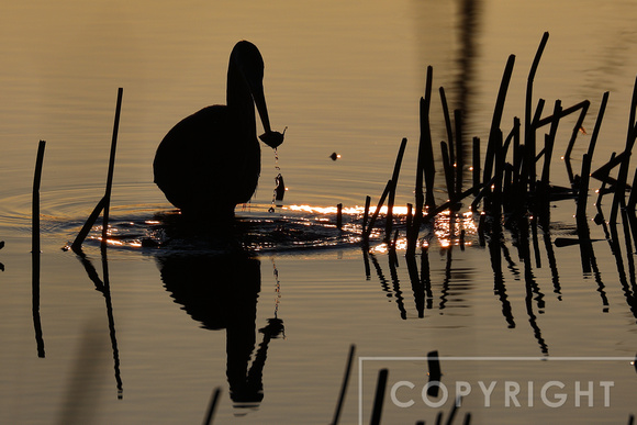 Great Blue Heron at sunrise