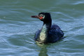 Pelagic Cormorant