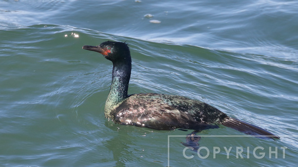 Pelagic Cormorant