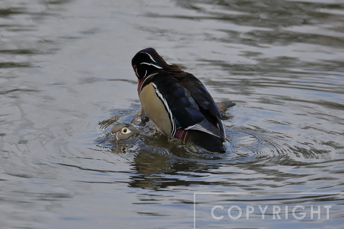 Wood Duck mating