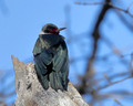 Lewis's Woodpecker