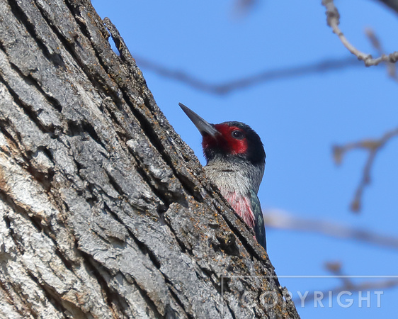 Lewis's Woodpecker
