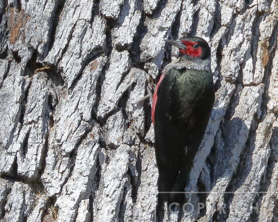 Lewis's Woodpecker