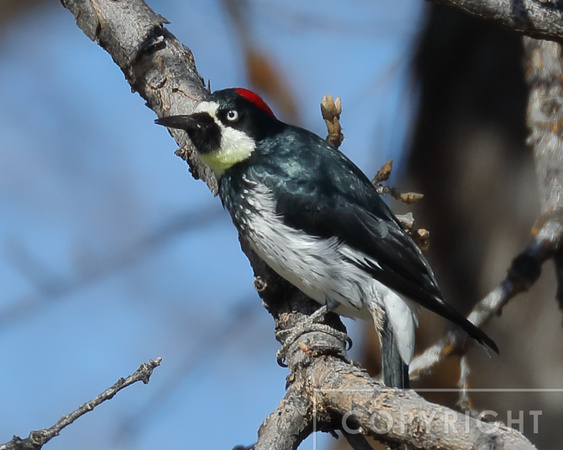Acorn Woodpecker