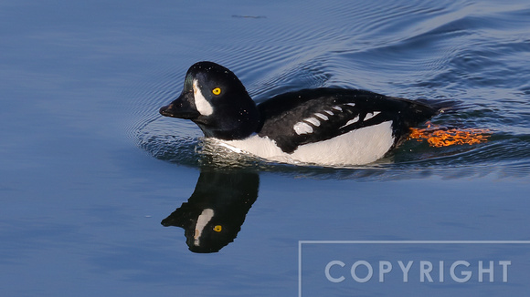 Barrows Goldeneye
