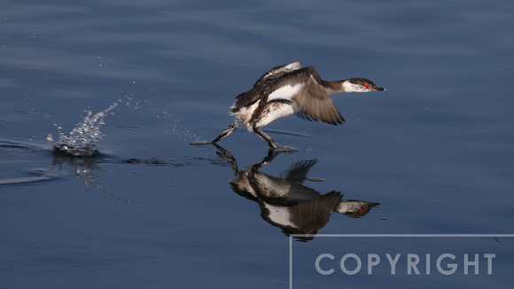 Horned Grebe