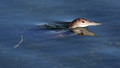 Common Loon