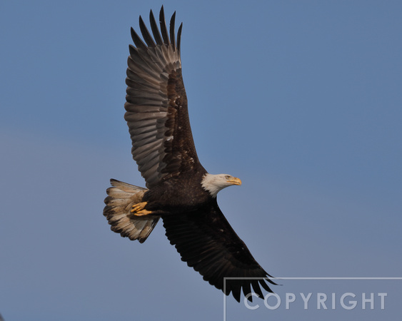Bald Eagle