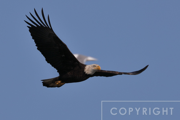 Bald Eagle