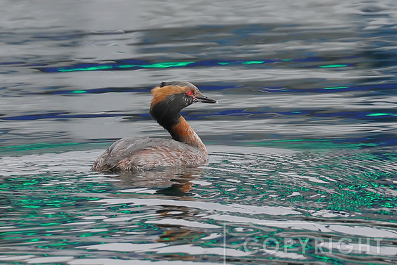 Horned Grebe