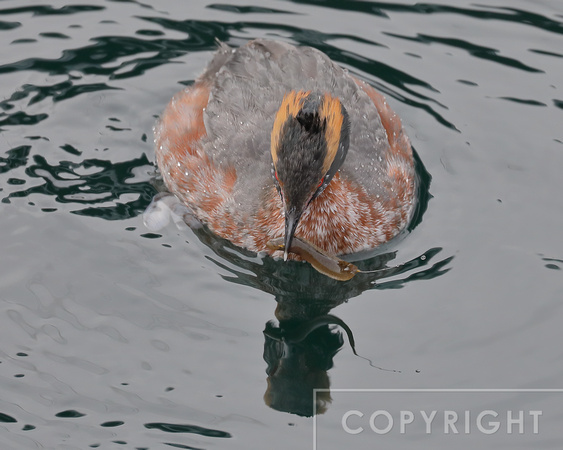 Horned Grebe