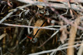 Reflection of a hiding Virginia Rail