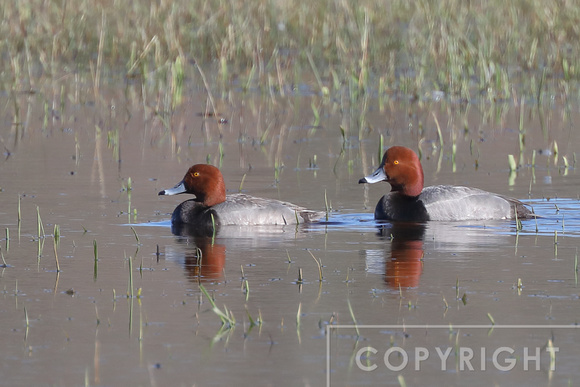 Redheads