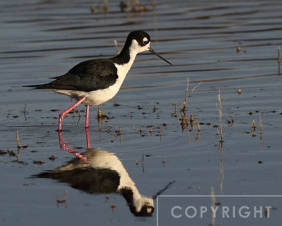 Black-necked Stilt