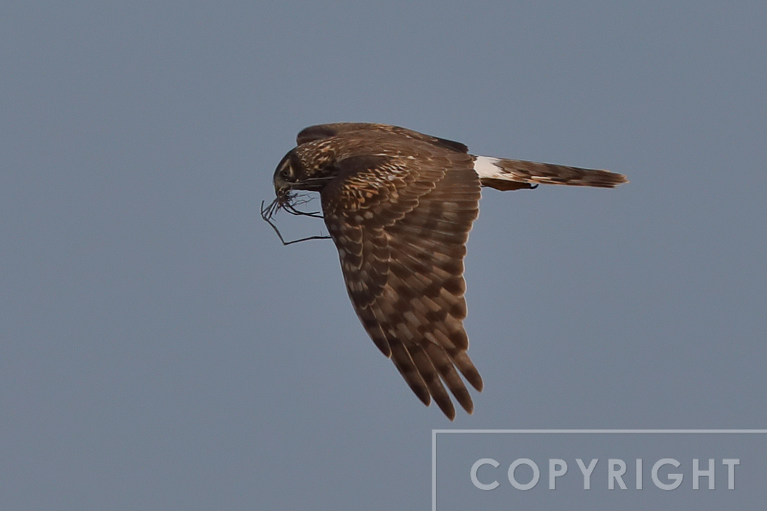 Northern Harrier carrying nesting material