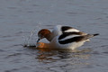 American Avocet mating dance