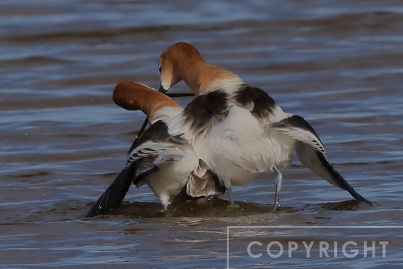 American Avocet post-mating dance