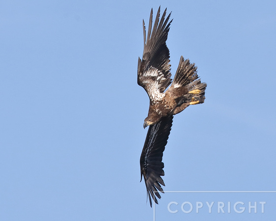 Juvenile Eagle Hunting