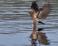 Juvenile Eagle Hunting