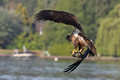 Juvenile Eagle Hunting