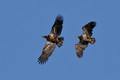 Juvenile Bald Eagles