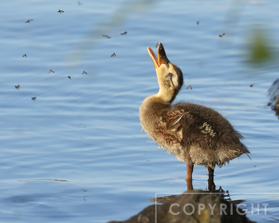 Baby Mallard eating May Flies