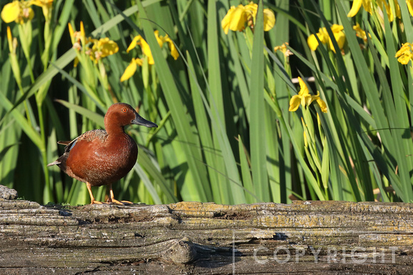 Cinnamon Teal