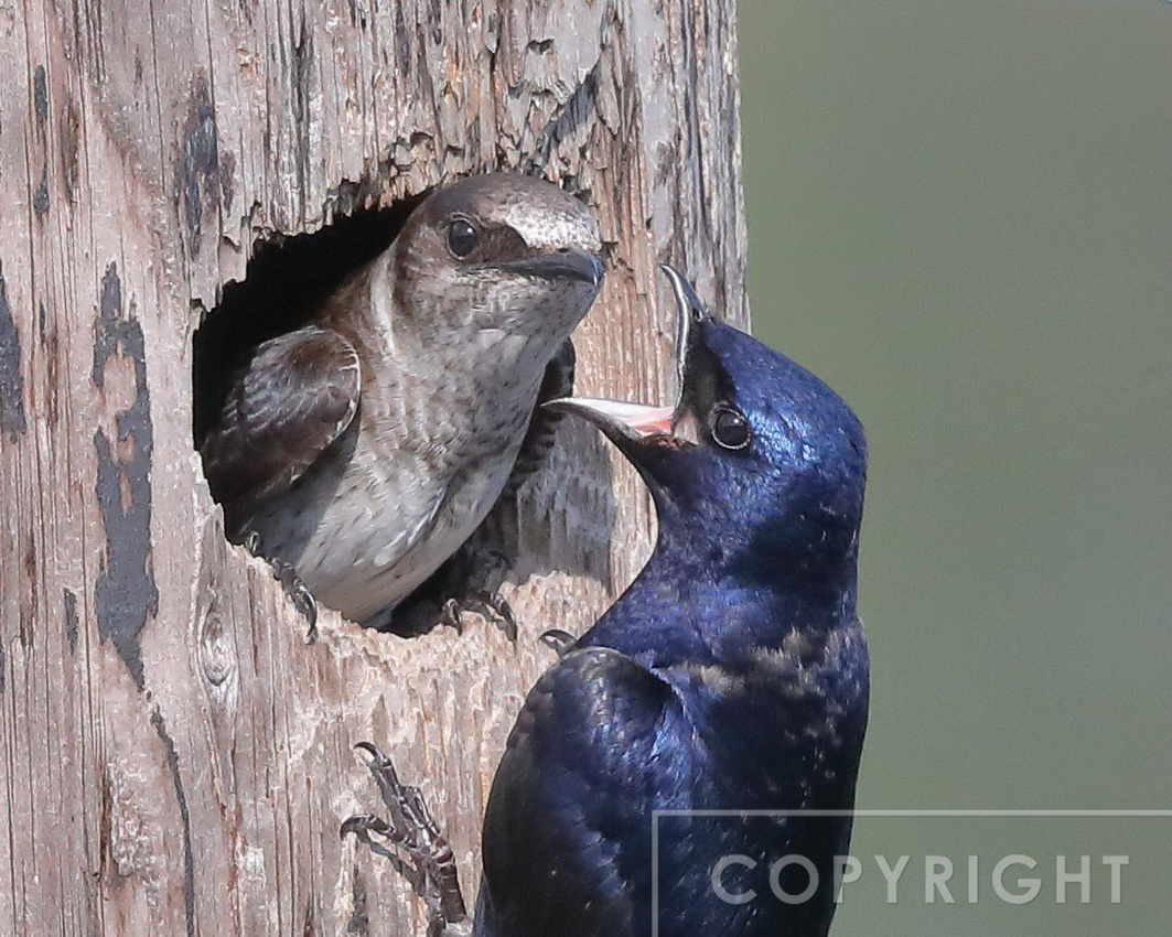 Male Purple Martin with chick