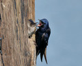 Male Purple Martin and chick