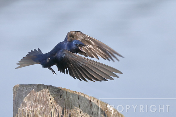 Male Purple Martin in flight