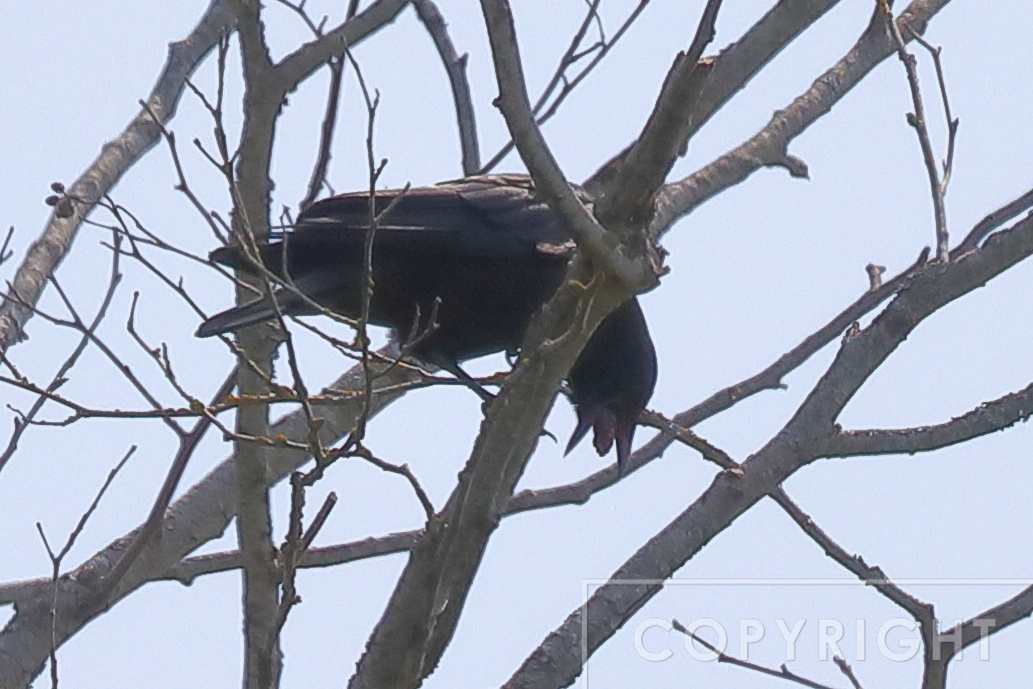 Crow regurgitating a pellet