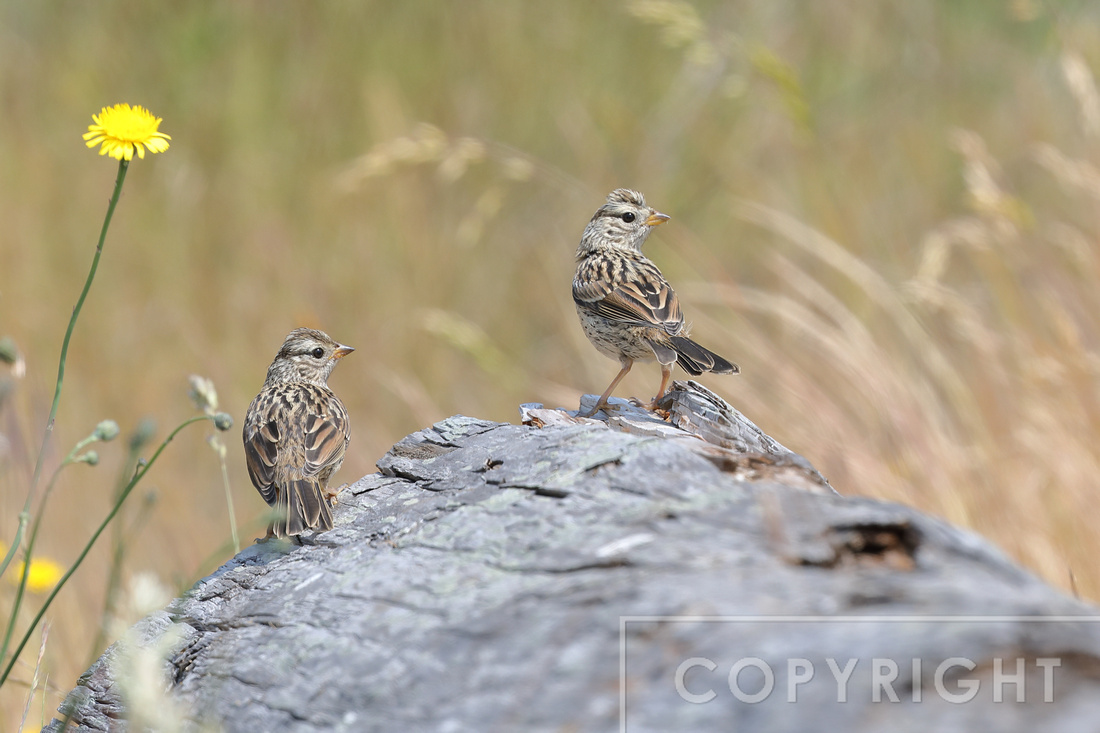 White-crowned sparrow chicks