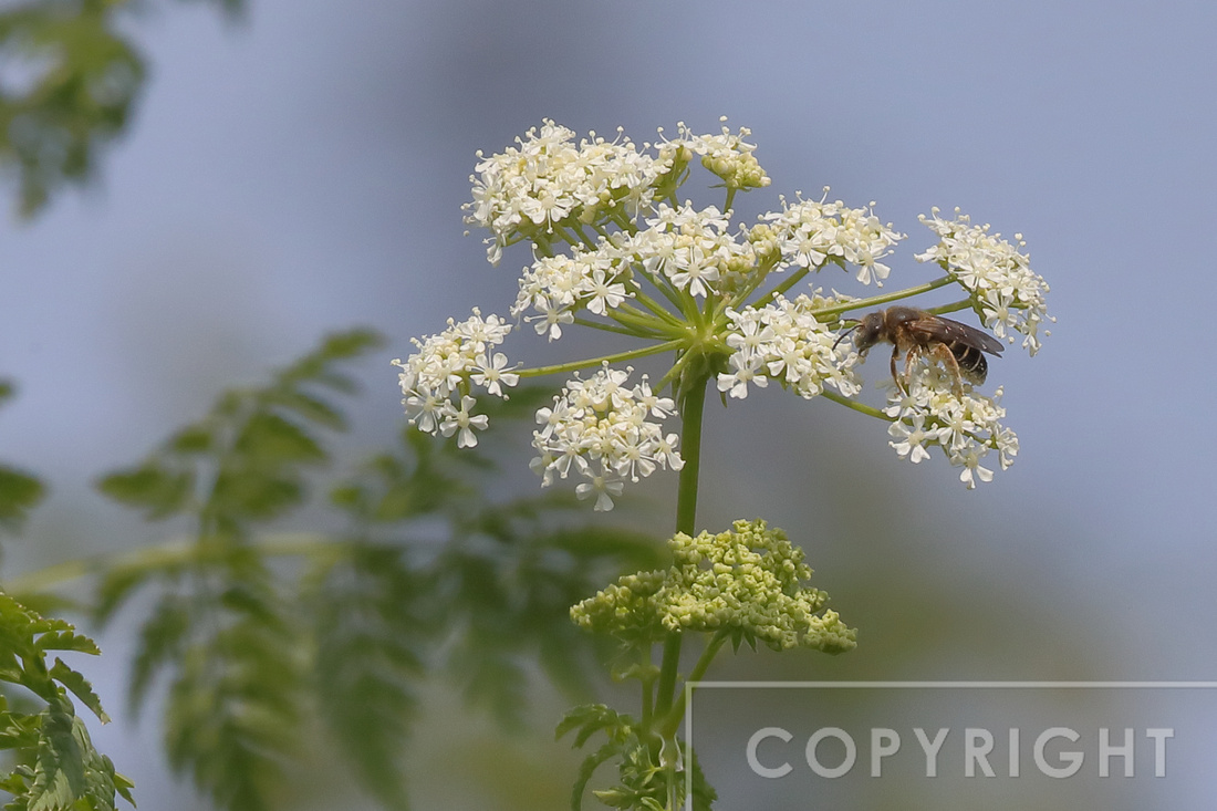 Honey bee on Poison Hemlock flower
