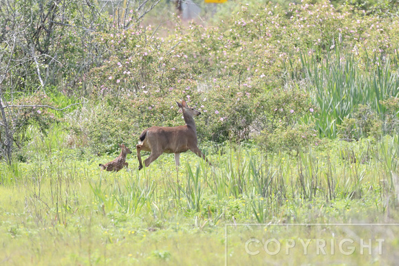 Deer and its faun running across a field