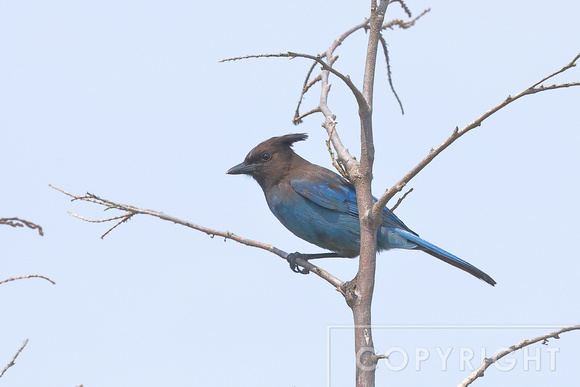Steller's Jay