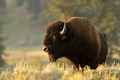 Male Bison