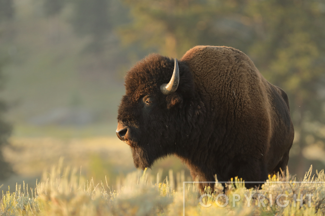 Male Bison