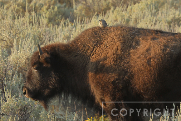 Female Bison with bird