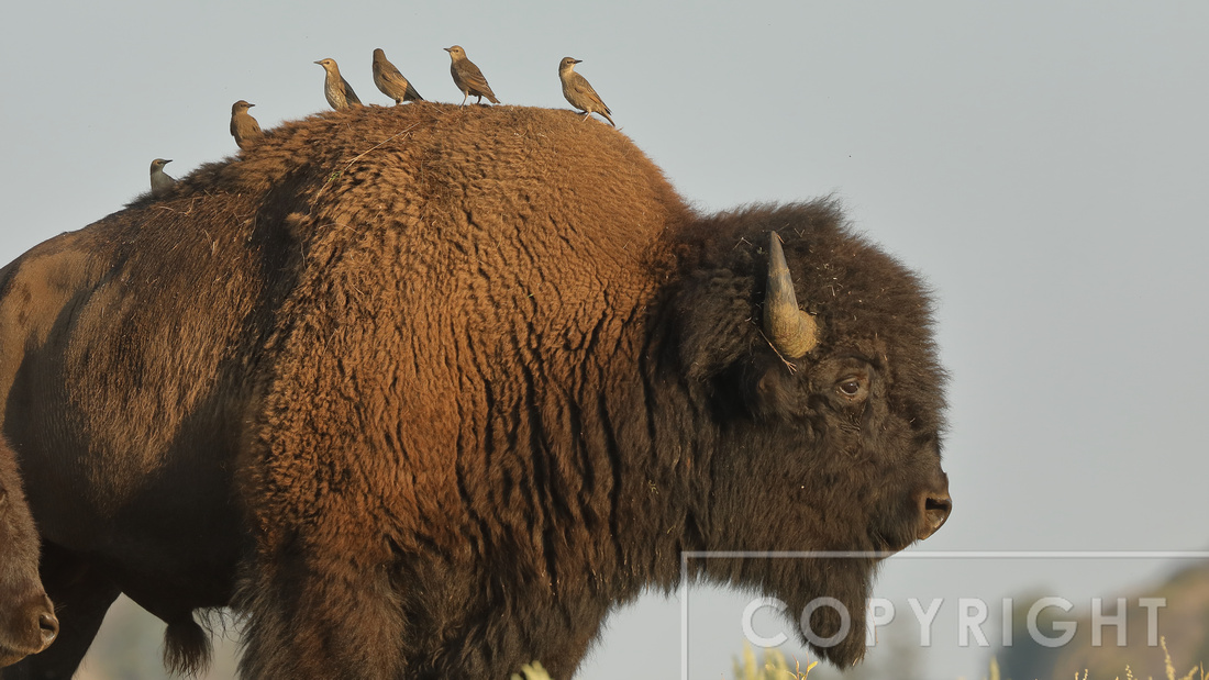 Male Bison with birds