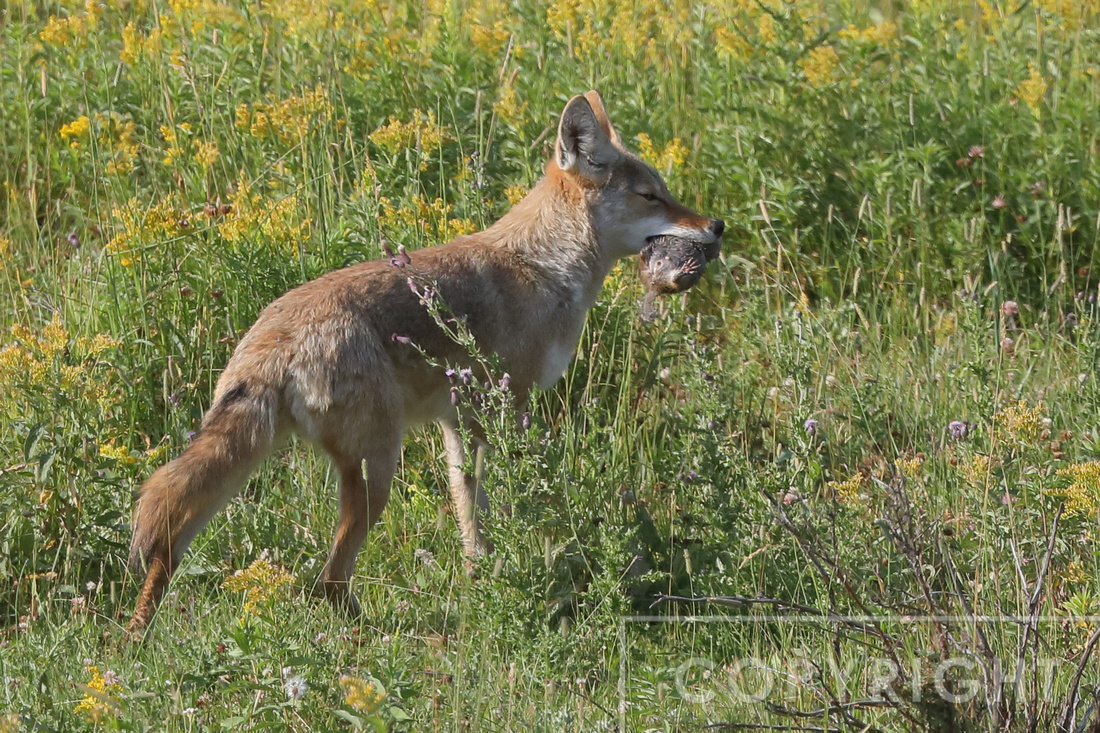 Coyote with ground squirrel