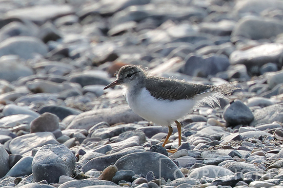 Spotted Sandpiper
