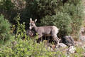 Big Horn Sheep calf