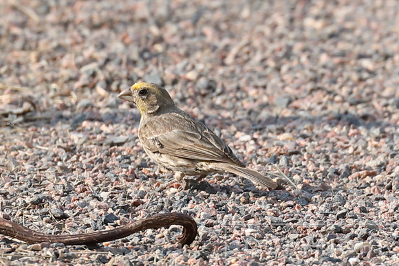 House Finch