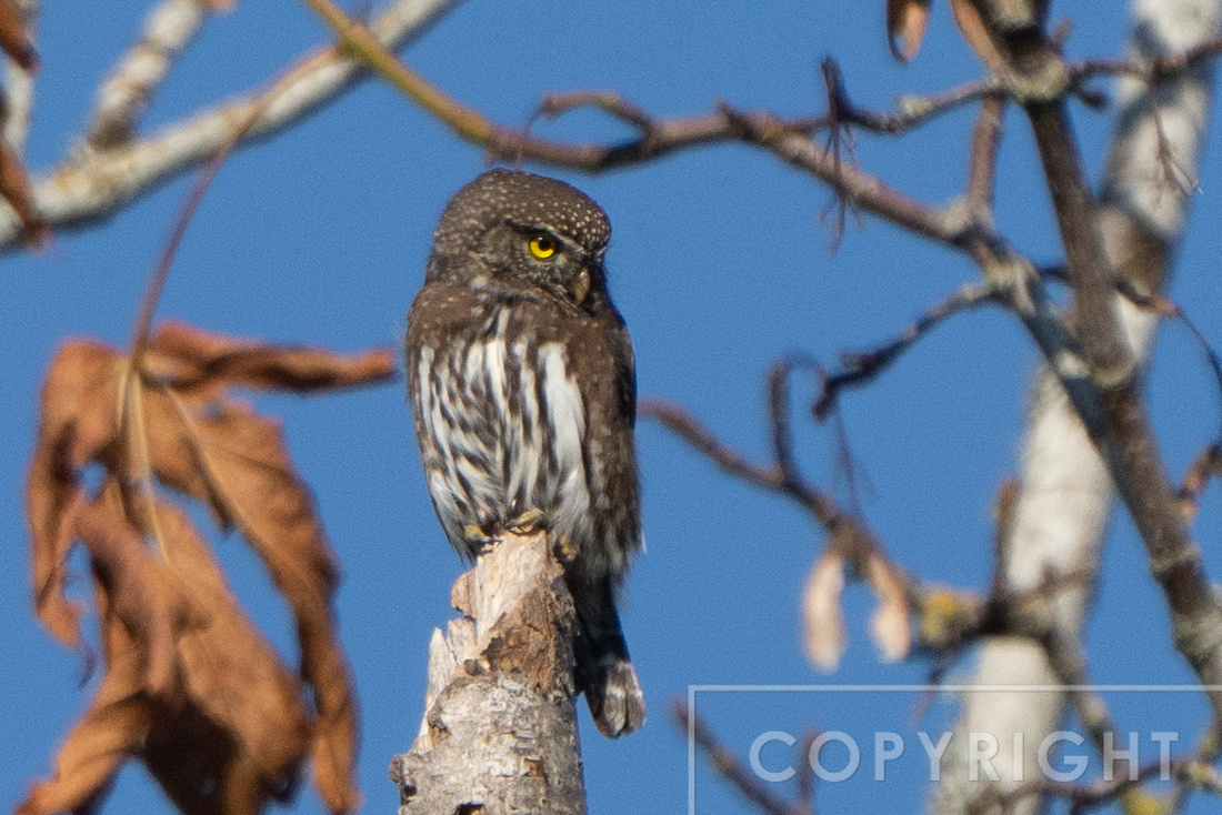 Pygmy Owl