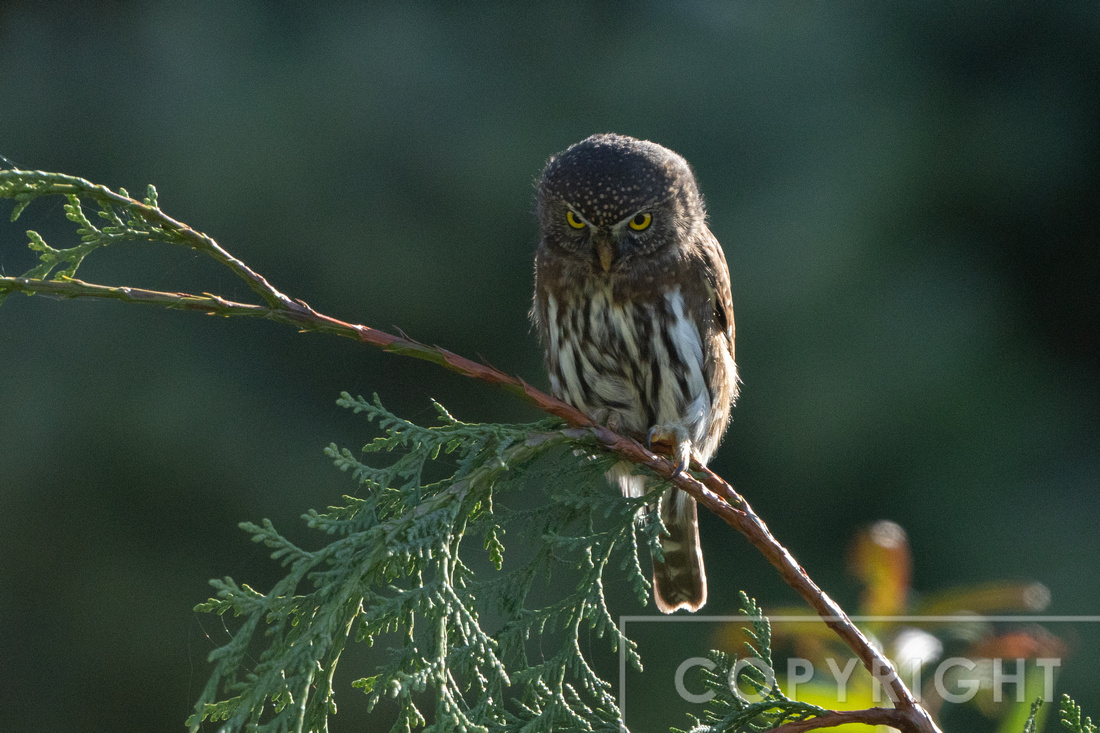 Pygmy Owl