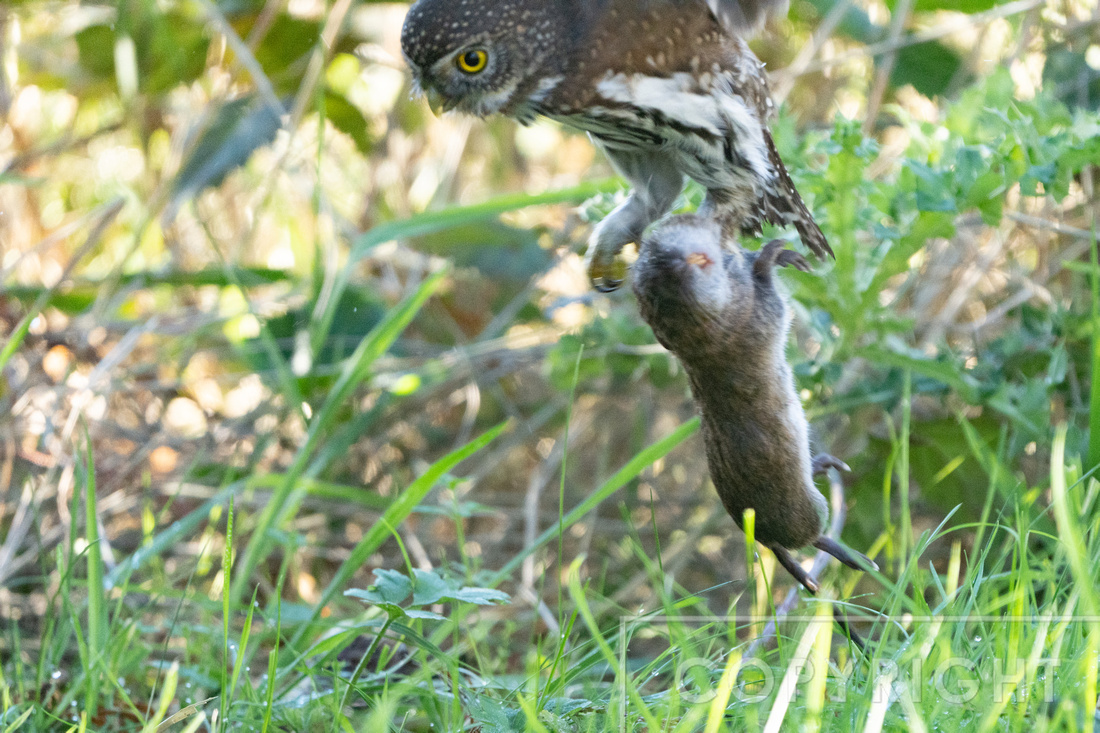 Pygmy Owl with rat