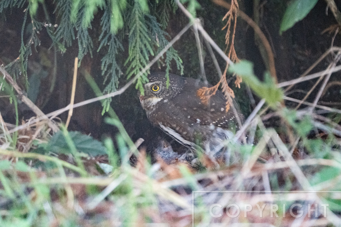 Pygmy Owl eating a rat